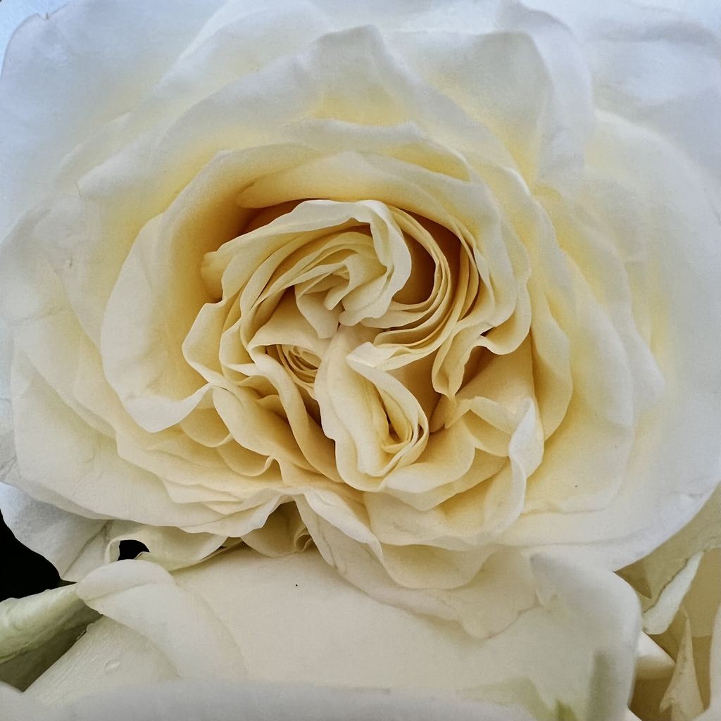 Roses delivery Barcelona
