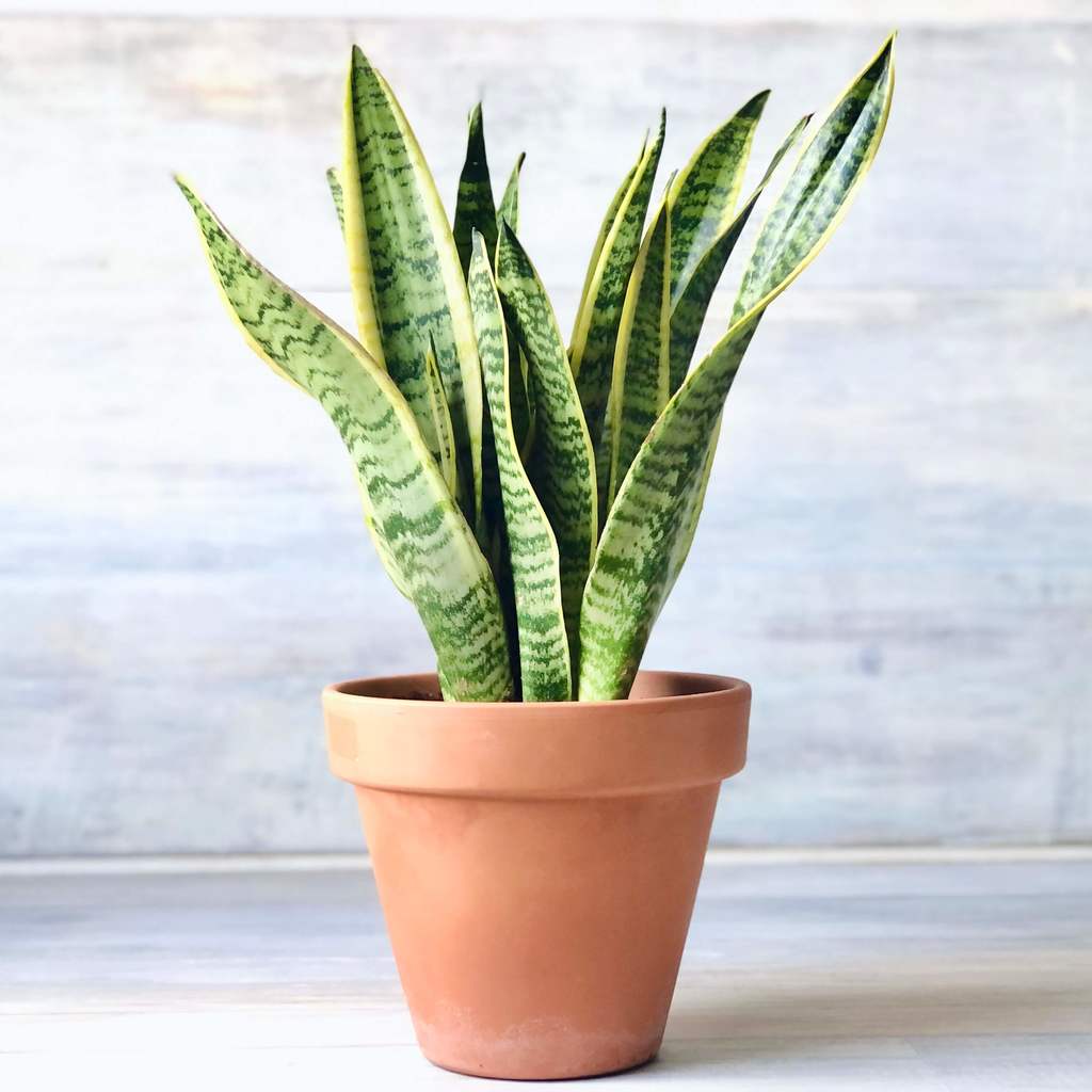 sansevieria delivery Snake plant