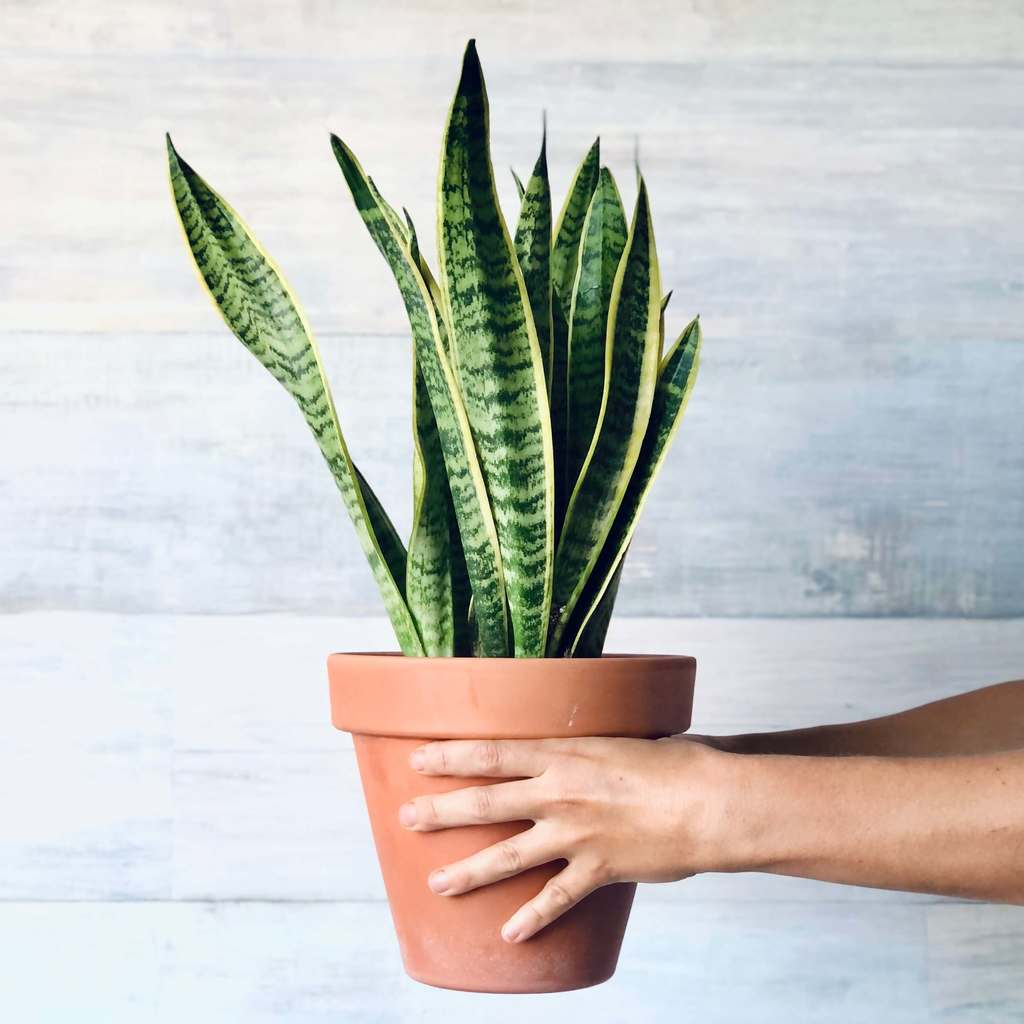 Sansevieria Snake Planta