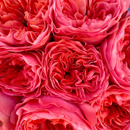 Close-up of pink roses with a soft focus