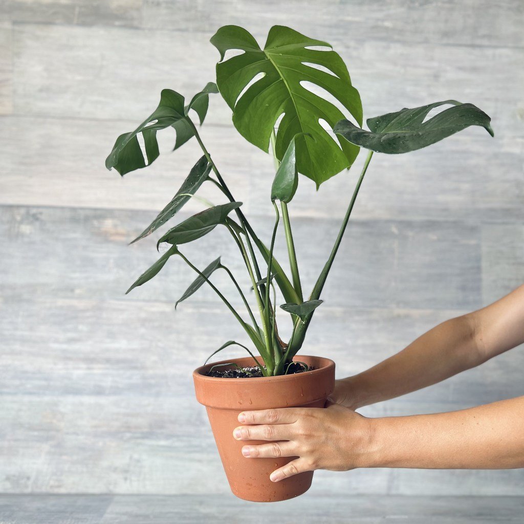 Indoor plants mostera