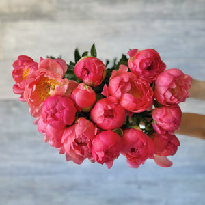 Peonies Barcelona Florster