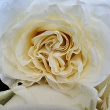 Load image into Gallery viewer, Roses delivery Barcelona